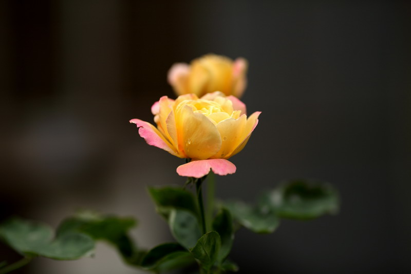 0522  雨后院子花卉368_调整大小.JPG