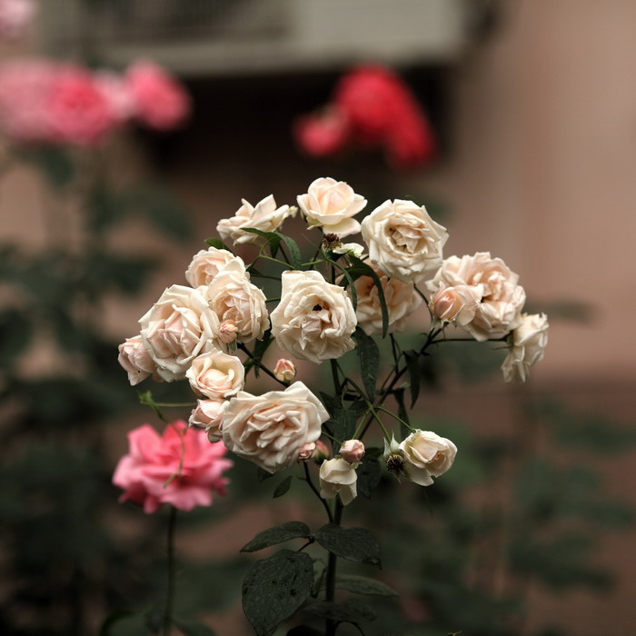 0522  雨后院子花卉366_调整大小.JPG