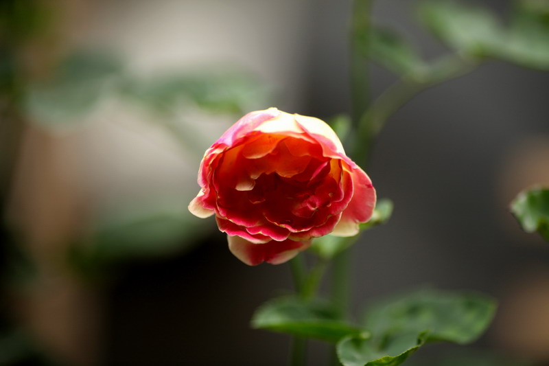 0522  雨后院子花卉369_调整大小.JPG