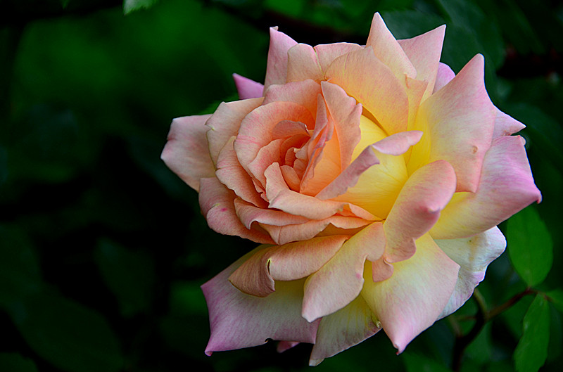 照片 102_副本.jpg