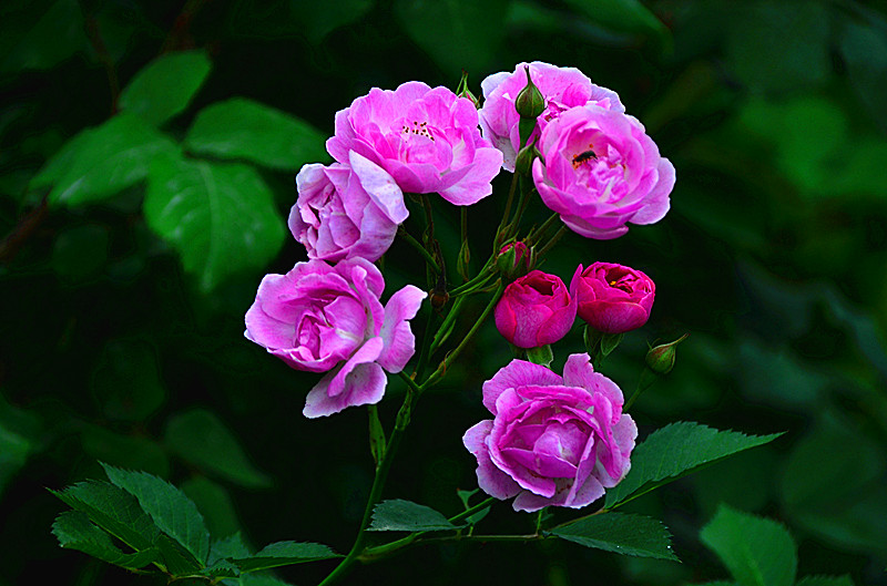 照片 106_副本.jpg