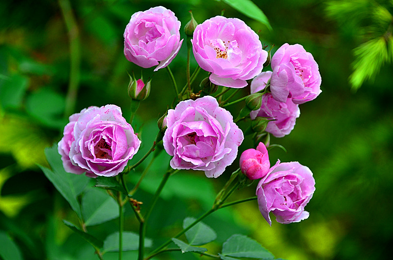 照片 111_副本.jpg