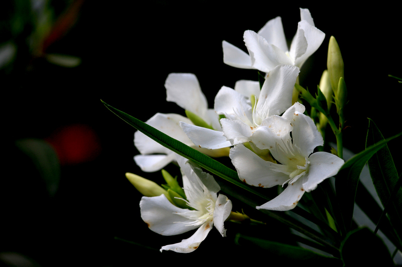 丰庆公园拍摄 003.jpg