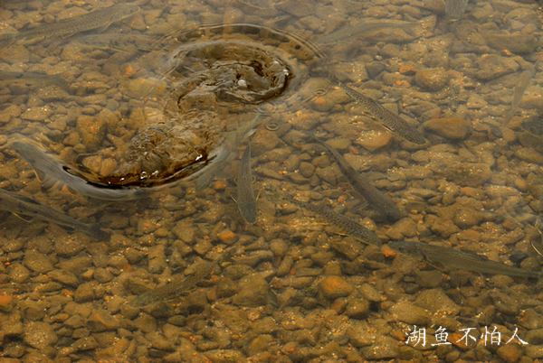 仙女湖皇鱼.JPG