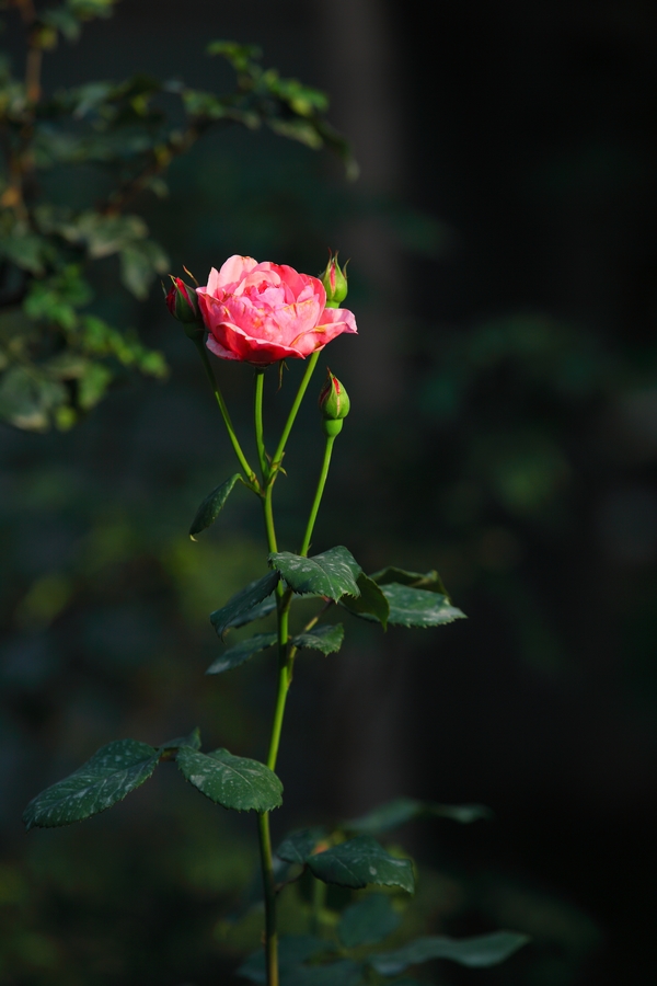 IMG_9974.jpg
