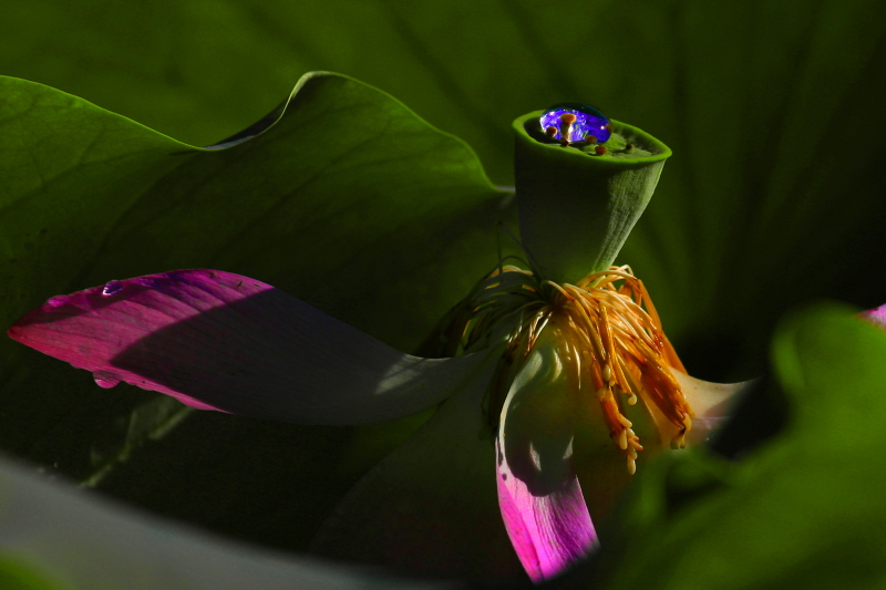 _MG_5261 0拷贝01.JPG