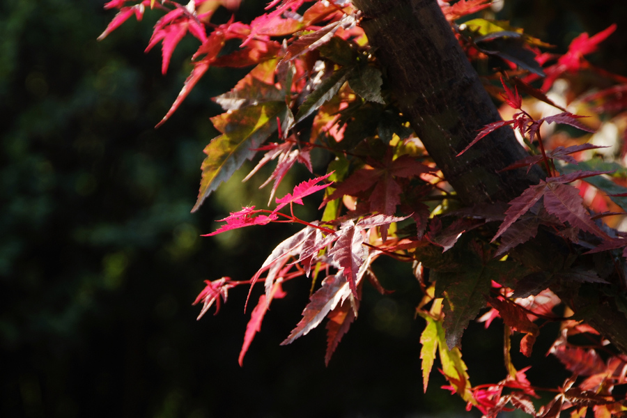 DSCF0188.jpg