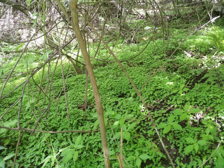 2012-05-16 15.39.50.jpg