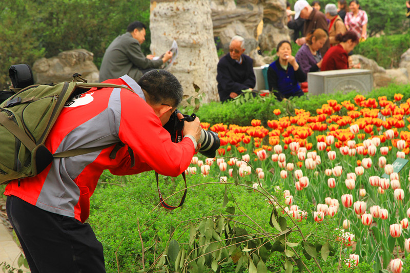 郁金香 124_副本.jpg