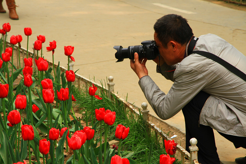 郁金香 130_副本.jpg