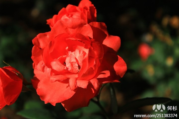 large_egzk_50a900001b1a1260.jpg