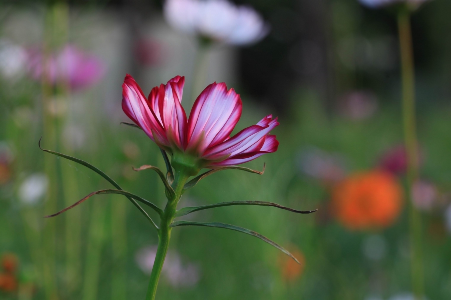 调整大小 IMG_8144.JPG