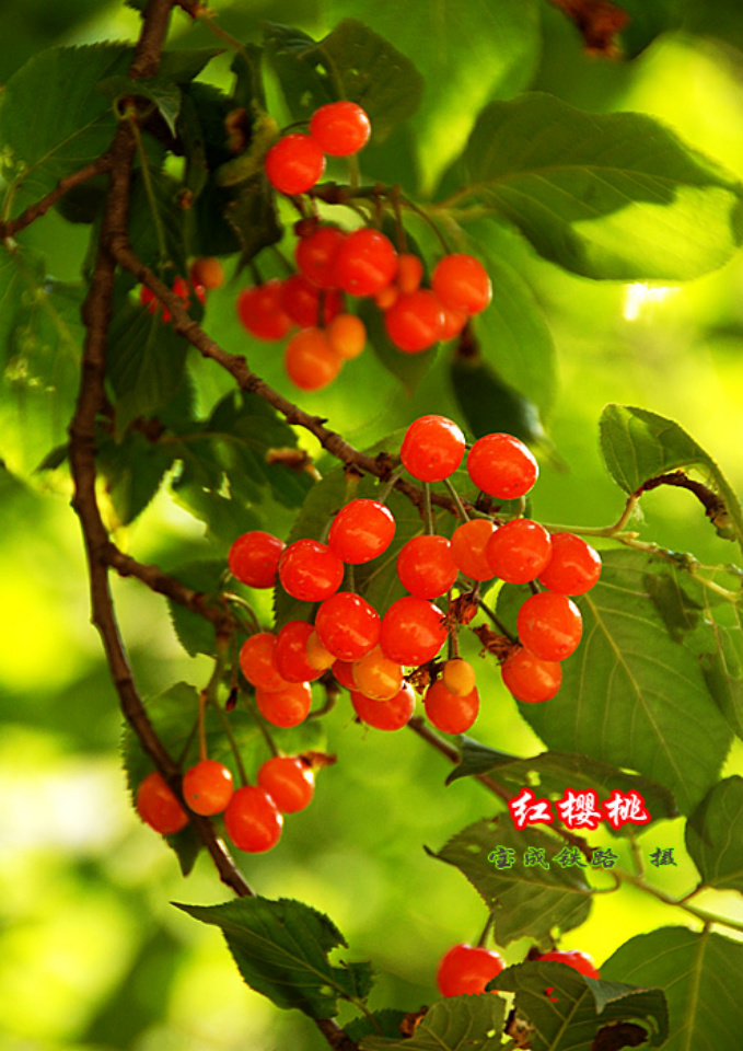 樱桃 (3).jpg