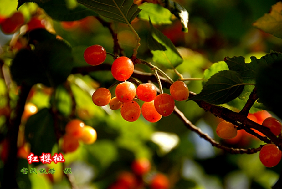 樱桃 (5).jpg