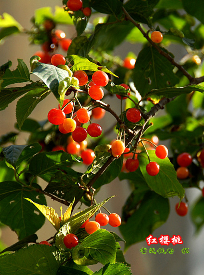 樱桃 (8).jpg