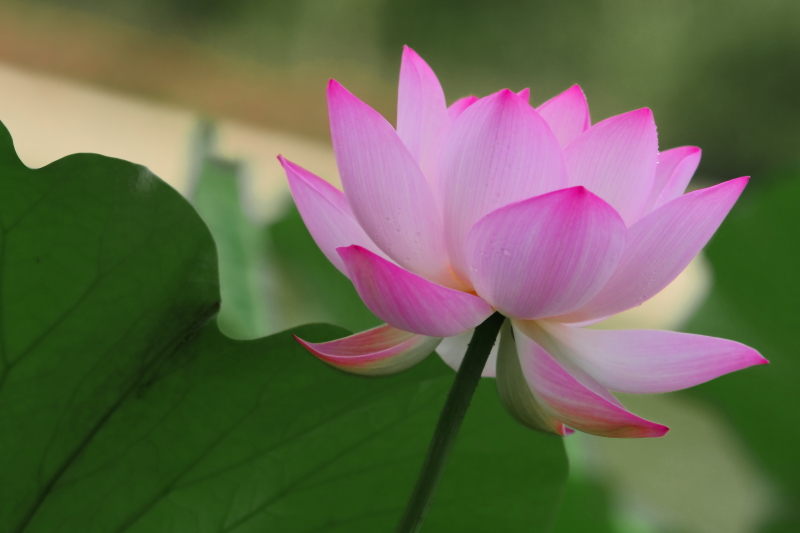 IMG_7806 拷贝01.JPG