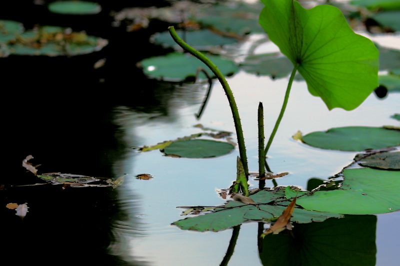 IMG_7808 拷贝01.JPG