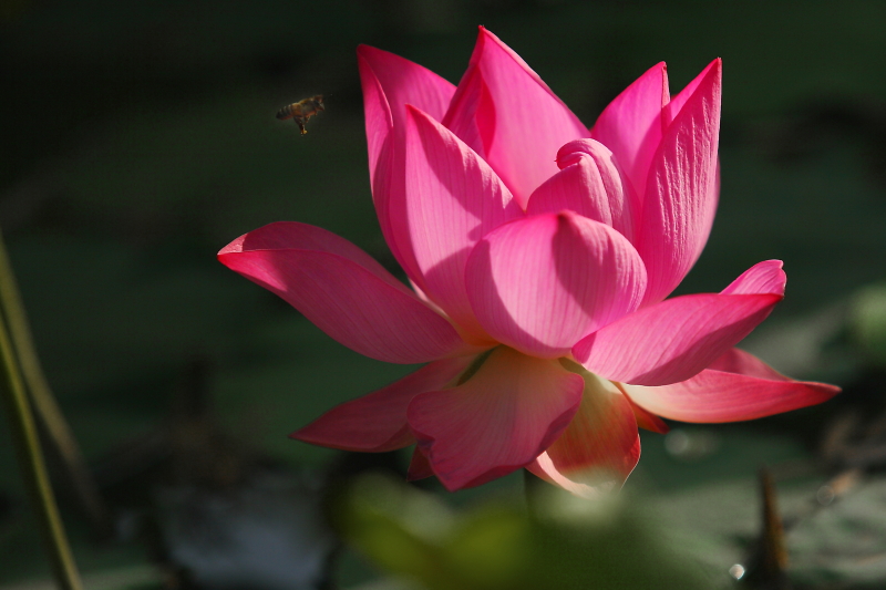 IMG_7817 拷贝01.JPG