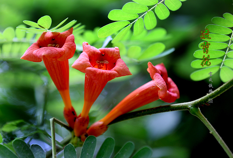 凌霄花 (7).jpg