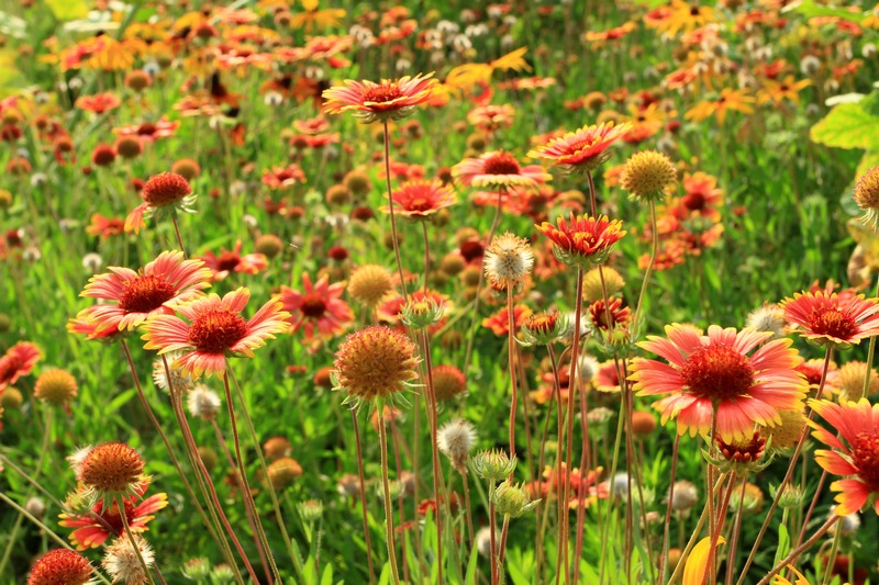 浐灞日出 154.jpg