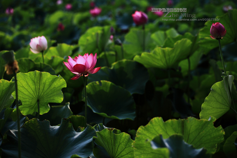 荷花27.jpg