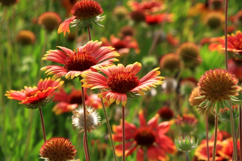 黄山旅游照片 1168.jpg