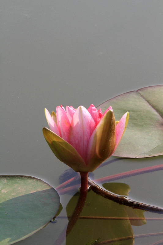 黄山旅游照片 1186.jpg