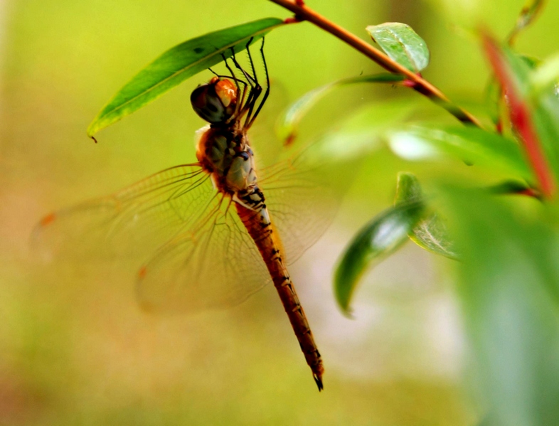 蜻蜓.JPG