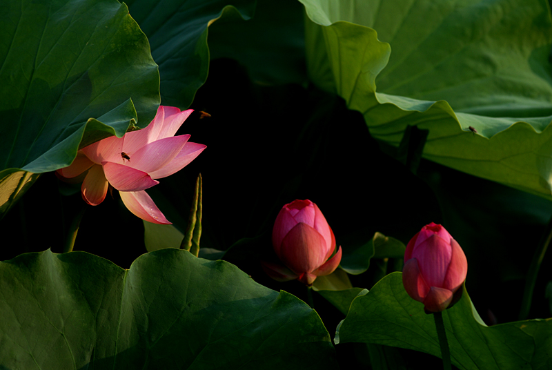 丰庆公园拍荷花. (4).jpg