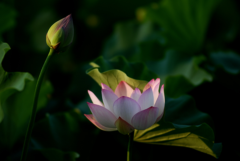 丰庆公园拍荷花. (9).jpg