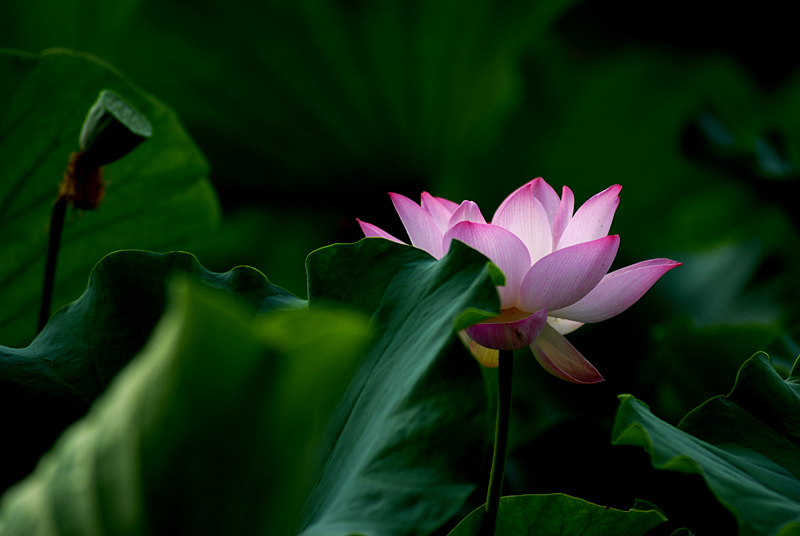 丰庆公园拍荷花. (13).jpg