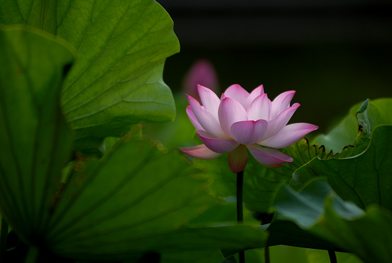 丰庆公园拍荷花. (17).jpg