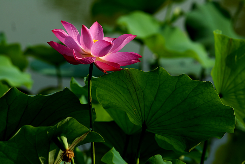 丰庆公园拍荷花. (19).jpg