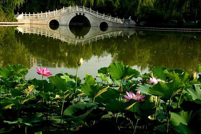丰庆公园拍荷花..jpg