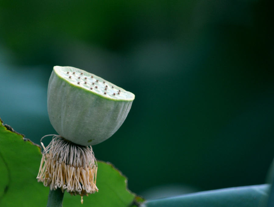 莲蓬.jpg