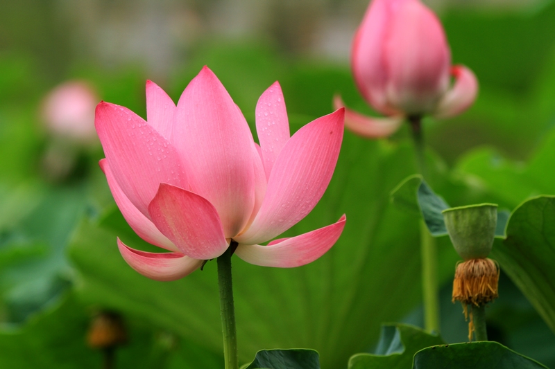 黄山旅游照片 1584.jpg