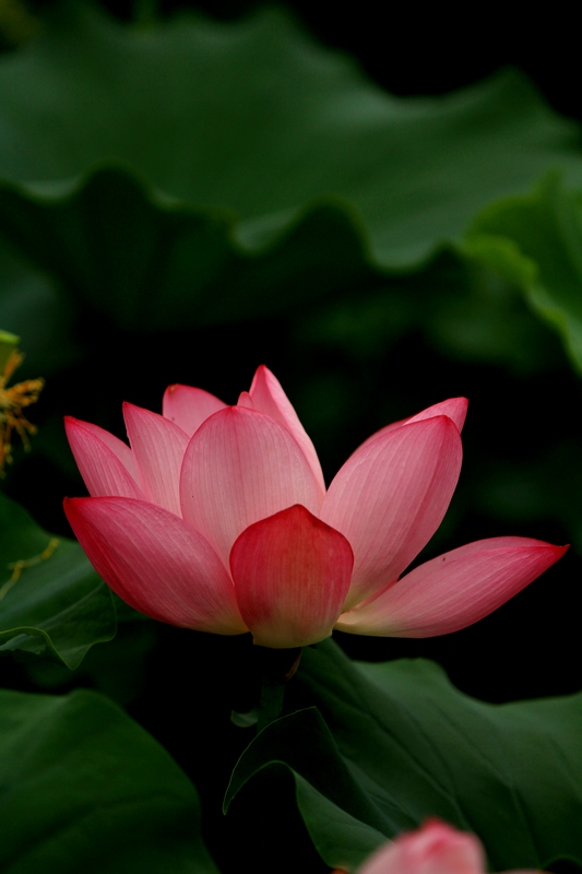 黄山旅游照片 1434.jpg