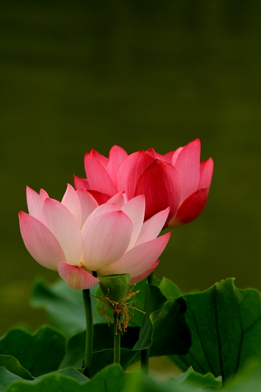 黄山旅游照片 1446.jpg