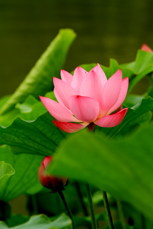 黄山旅游照片 1449.jpg