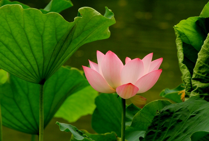 黄山旅游照片 1459.jpg