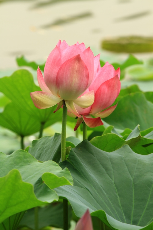 黄山旅游照片 1468.jpg