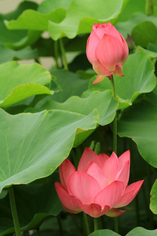 黄山旅游照片 1483.jpg