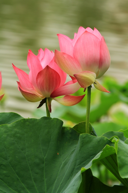 黄山旅游照片 1491.jpg