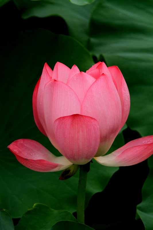 黄山旅游照片 1561.jpg