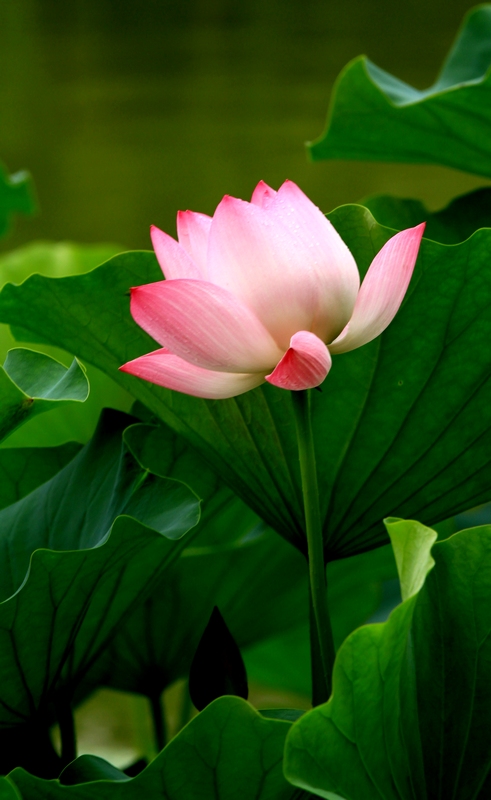 黄山旅游照片 1571.jpg