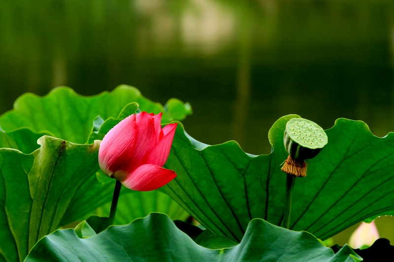 黄山旅游照片 1575.jpg