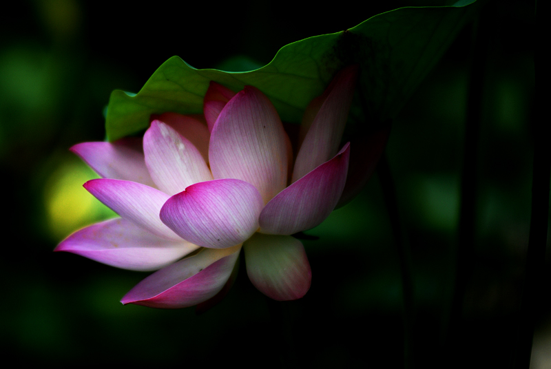 丰庆荷花 二.jpg