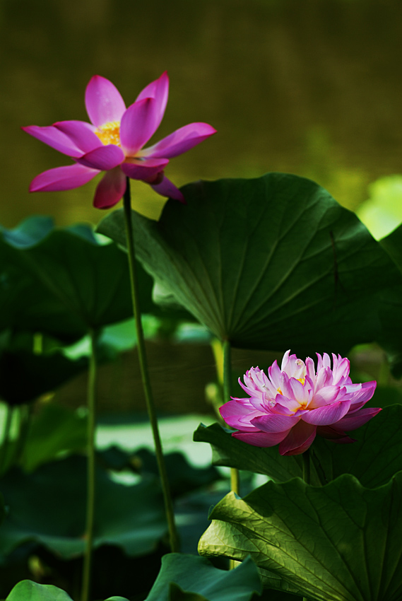 丰庆荷花 二 (1).jpg