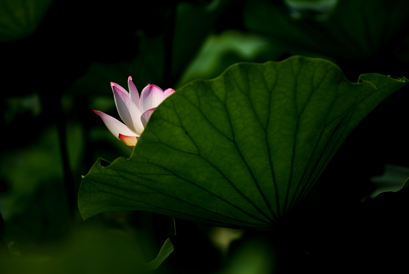 丰庆荷花 二 (2).jpg