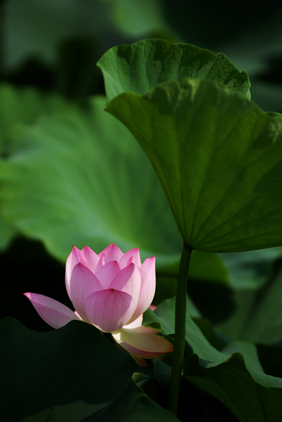 丰庆荷花 二 (3).jpg